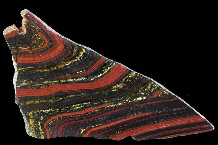 Polished Tiger Iron Stromatolite - ( Billion Years) #72897